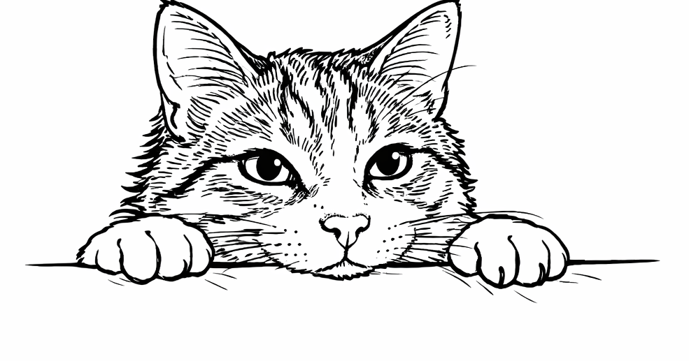 pet dog cat nature soft